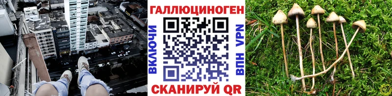 Купить где  Новый Уренгой  Псилоцибиновые грибы мицелий